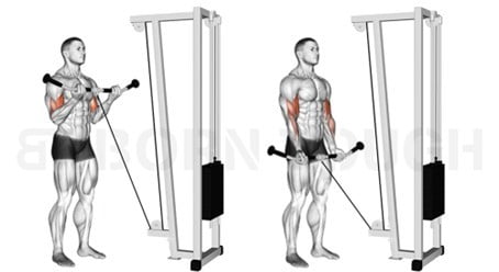 Biceps Oefeningen: Cable Curl