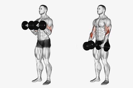 Biceps Oefeningen